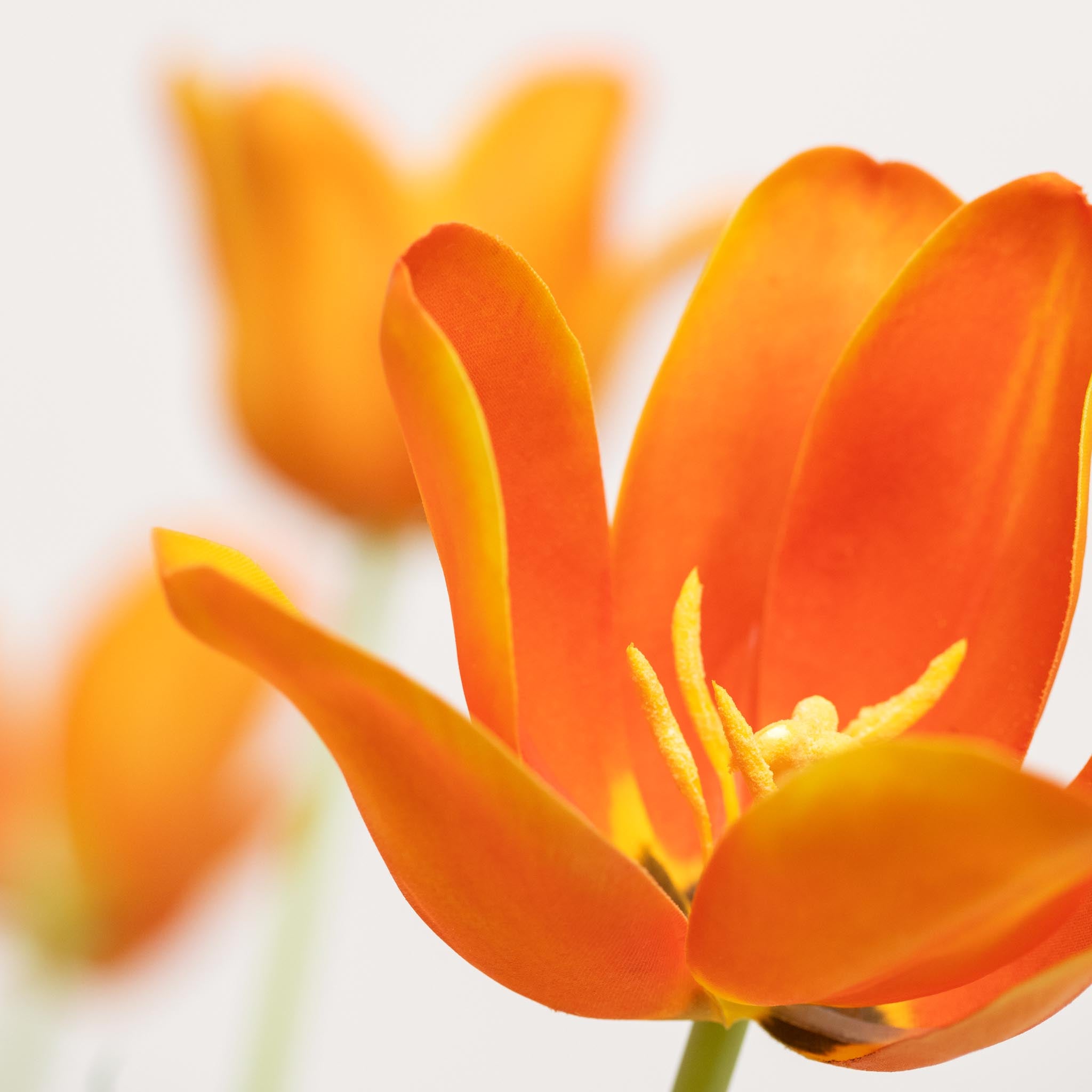 Bouquet De Tulipes En Soie | Good MC.28