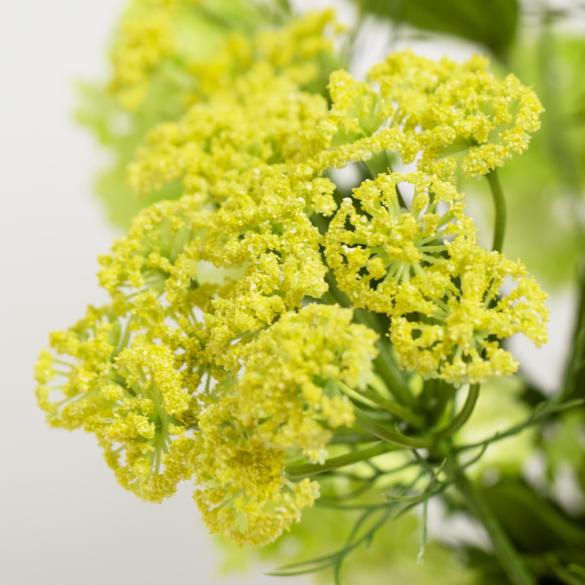 Silk Bouquet | Good SS.07